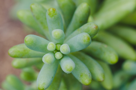 Macro succulent plant with narrow and rounded leaves. Top view.の写真素材