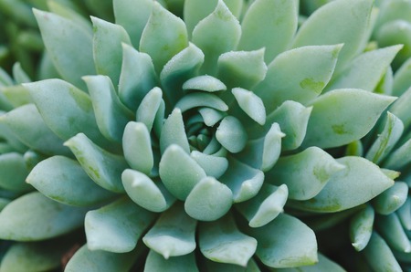 Macro green succulent plant. Top view.の写真素材