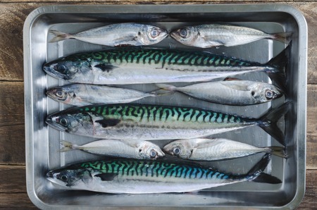 Fresh fish several species in metal tray on rustic wooden background. Top view.の写真素材