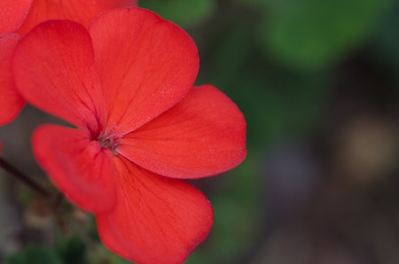 Macro of red geranium flowers on natural green background.の写真素材