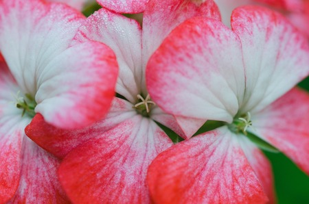 Macro of red and white geranium flowers on natural green background.の写真素材