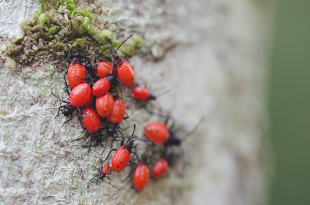 Group of insects of red color with head and black legs.の写真素材