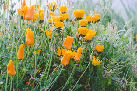 Flowers of yellow California poppies.