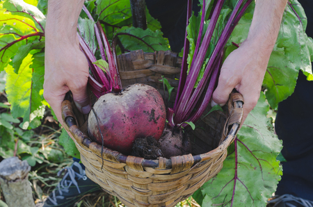 Farmer's hands picking red beets in the orchard.