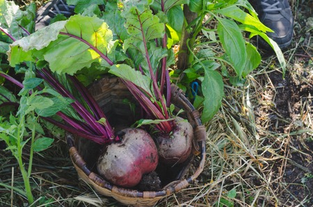 Two red beets in a basket in the orchard.の写真素材