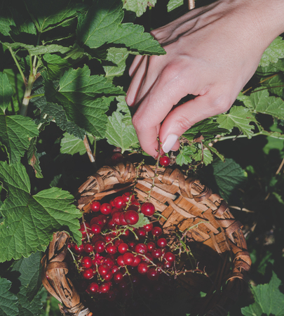 Woman's hands picking red currants in a basket.の写真素材