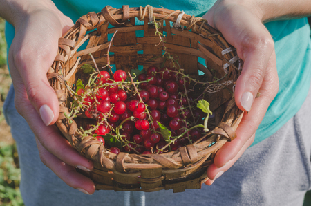Woman's hands picking red currants in a basket.の写真素材