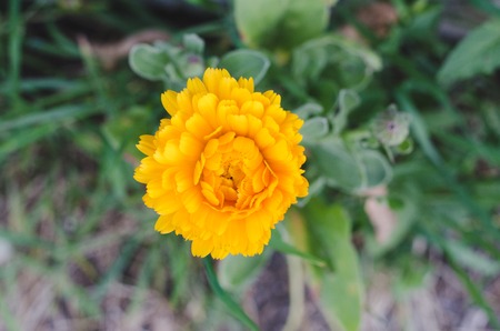 Yellow calendula flower. Top view.の写真素材