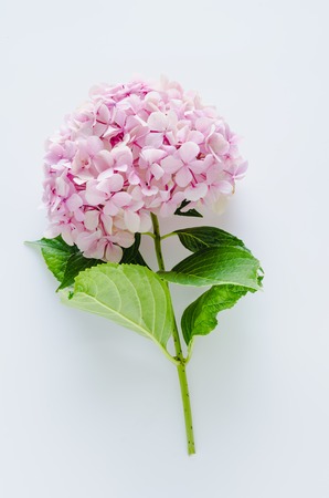 Hydrangea on white background. Space to write. Top view.