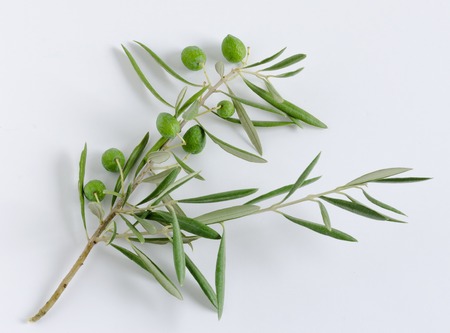 Olive branch with olives on white background.の写真素材