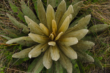 Espeletia succulent plants of the pÃ¡ramo of Colombia. Close view of a frailejÃ³n.