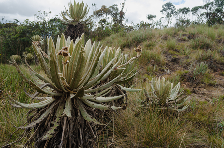 Landscape of the Colombian paramo. Espeletia plants. Frailejonの写真素材