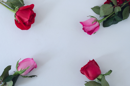 Frame of four roses on white background. Space to copy. Top view.の写真素材
