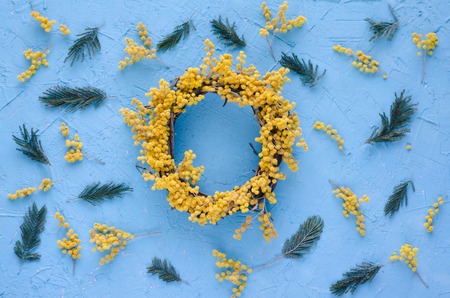 Acacia flower wreath on blue background. Acacia dealbata.