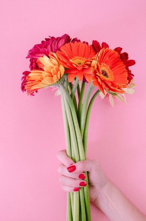 Gerbera flowers on pink background. Top view.の写真素材