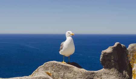 Seagull perched on rock facing the blue sea. C?as Islands, Galicia, Pontevedra, Vigo.の写真素材