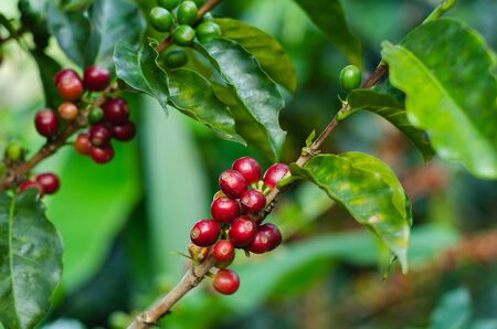 Coffee plants. Coffee harvest Branches with ripe coffee beans.の写真素材