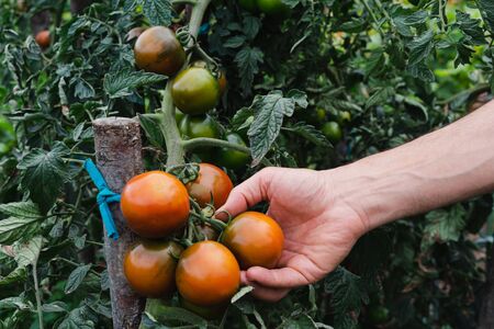 Picking ripe tomatoes by hand.の写真素材