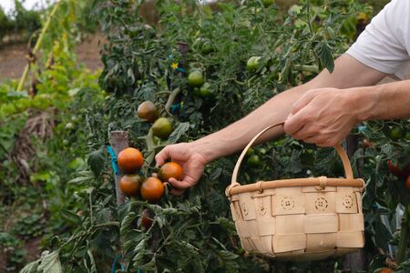 Picking ripe tomatoes kumato by hand in wooden basket.