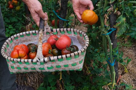 Man hand gathers ripe tomatoes in organic garden in basket.の写真素材