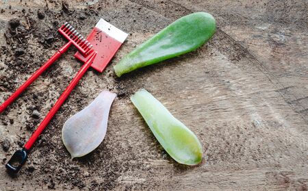 Succulent plant leaves with gardening tools and soil on wooden background.の写真素材