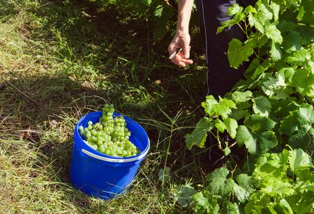 Harvest time. Person harvesting in the vineyard.の写真素材