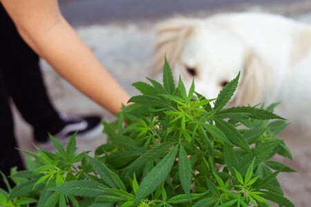 white dog smelling cannabis plant. Woman's hand.の写真素材