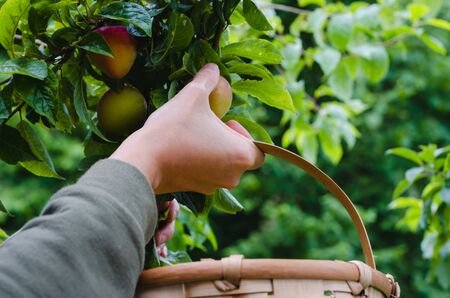 Woman's hands gathering plums. Plum treeの写真素材