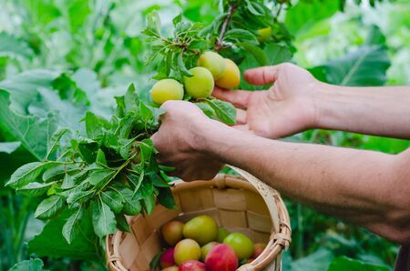 Man hands gathering plums. Plum tree