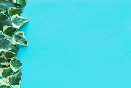 Ivy on a blue background. Copy space.