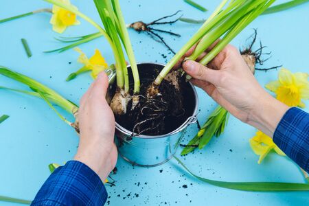 Women's hands planting spring bulbs. Gardening concept.の写真素材