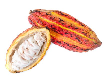 Cocoa pods with seeds on a white background. Tropical fruit concept.の写真素材