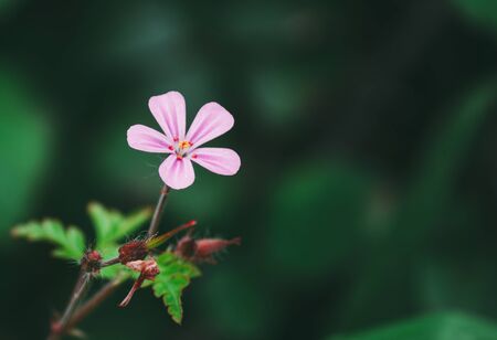 Geranium robertianum. Pink and white five-petal flower. Copy space with unfocused background.の写真素材