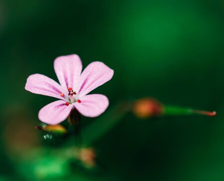 Geranium robertianum. Geranium robertianum flower. Macro photography with out-of-focus background. Copy space. Wildflower concept.の写真素材