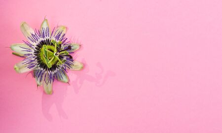 Passion flower on a pink background. Concept flowers and backgrounds. Copy space.の写真素材