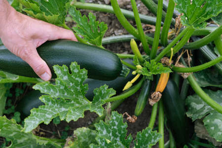 Hand picking zucchini. Concept vegetables.の写真素材