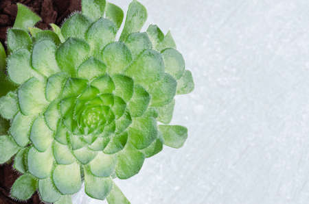 Succulent plant on green background with space for copying.の写真素材