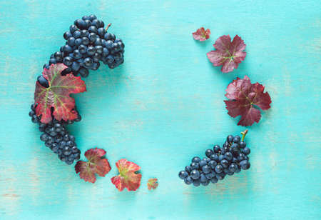 Composition of clusters of ripe black grapes and vine leaves on a painted blue background.の写真素材