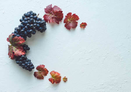 Composition of clusters of ripe black grapes and vine leaves on a white painted background.の写真素材