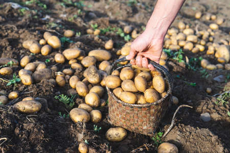 Potatoes fresh from the ground. Man collecting potatoes. Farming.