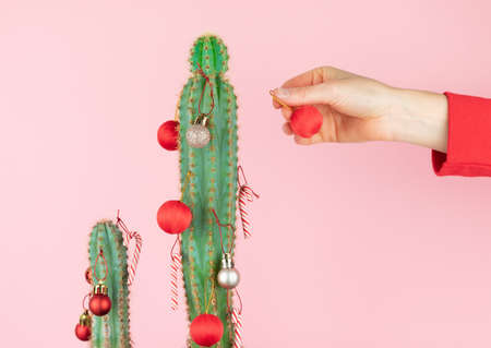 Cactus with hand of woman placing Christmas decoration. Copy space.の写真素材
