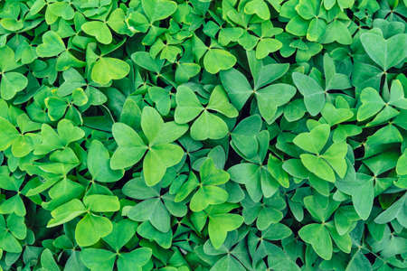 Background of green leaves occupying the whole picture.