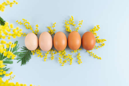 Eggs on blue background with yellow flowers on blue background. Copy space.の写真素材