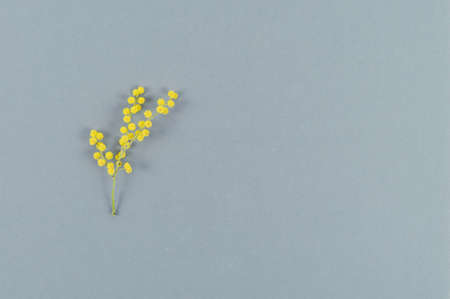 Yellow mimosa flower on gray background. Top view. Copy space.の写真素材