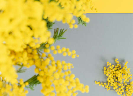 Mimosa flowers on gray background. Top view. Copy space.