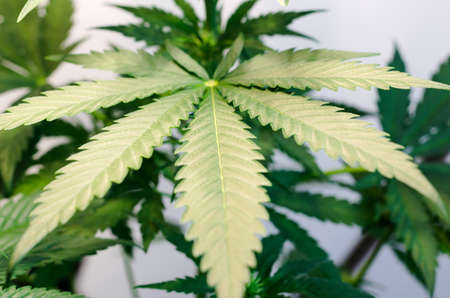 Marijuana plant with flowers and leaves.の写真素材