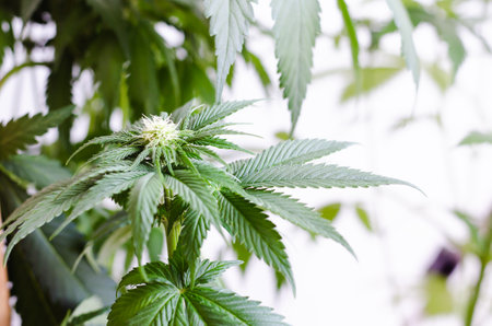 Marijuana plant with flowers and leaves. Cannabis concept,の写真素材