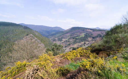 Mountain landscape in spring with yellow flowers and pine trees.