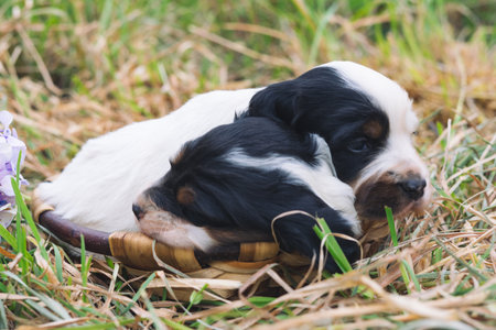 Two cute English setter puppies in a wooden basket with grass bottom. Copy space.の写真素材