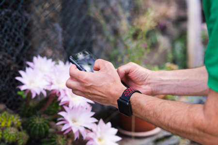 Man's hands taking picture with cell phone. Cactus flower.の写真素材